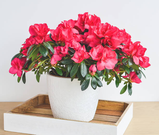Azalea dwarf white  in white pot against gray wall