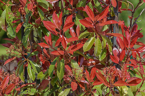 Fraser Photinia, Photinia x fraseri. Evergreen shrub with rich red-green foliage for urban and garden landscapes. Ornamental Features Landscape Attributes