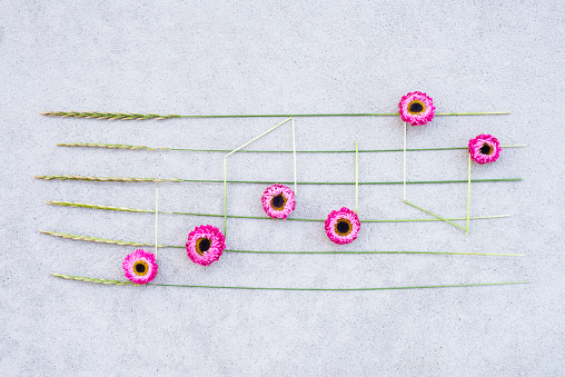 Sounds of nature. Music notes made of pink strawflowers and wild grass, on concrete background.