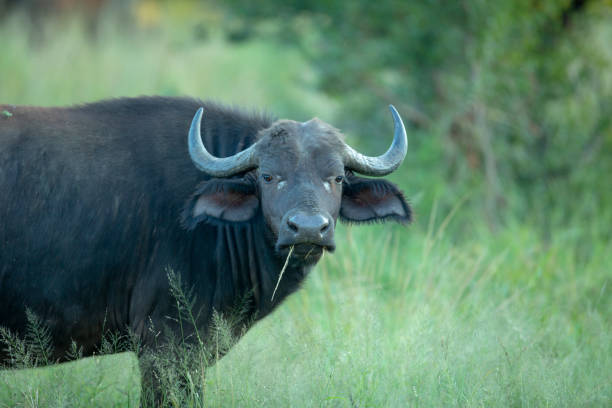 istock A breeding herd of buffalo 1146961603