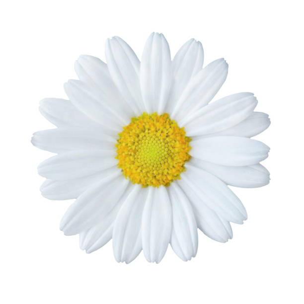istock Daisy blossom close up isolated against white background 1146962776