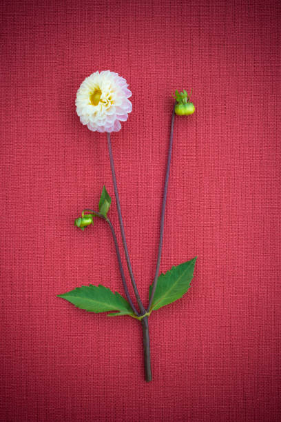 istock White dahlia on red canvas background 1146963654