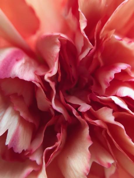 istock Carnation Red and White in Color Macro 1146963772