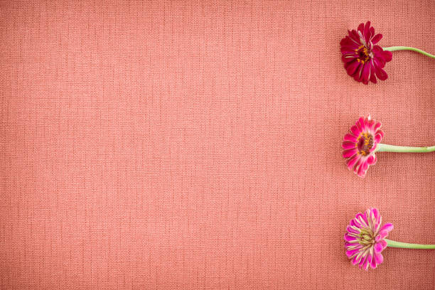 istock Blooming zinnias on coral colored canvas with copy space 1146963848
