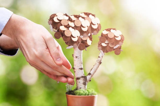 Person's Hand Watering Money Plant Close-up Of Person's Hand Watering Money Plant At Outdoors magician money stock pictures, royalty-free photos & images