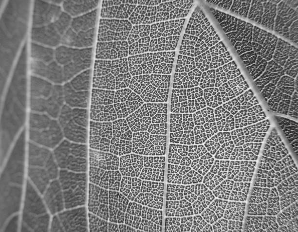 istock Vine leaf, vein details, black and white 1146967977