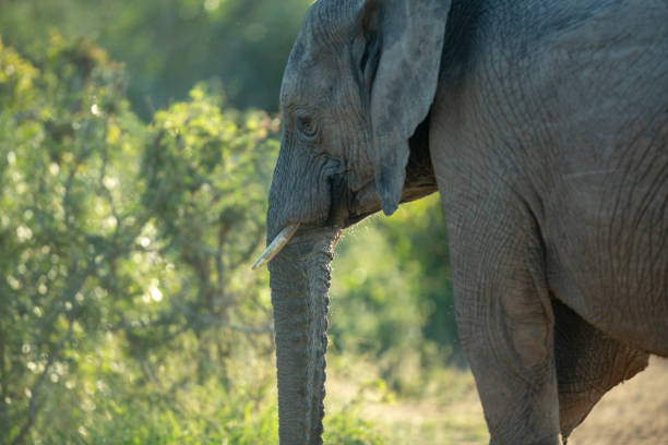 istock An elephant playing in the water 1146968276