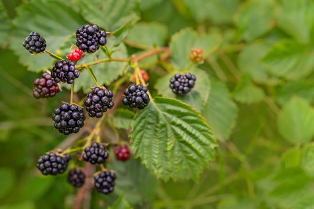 istock Forest Blackberry growing on bush. Berries on blurred natural green background 1146969475