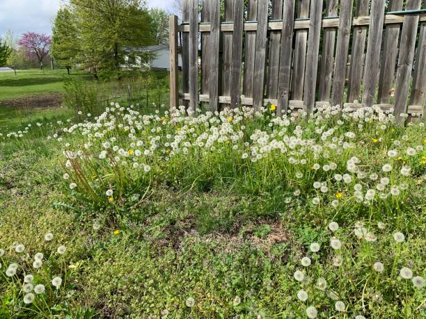 istock Outside With Healthy Grass and Dandelions 1146969568