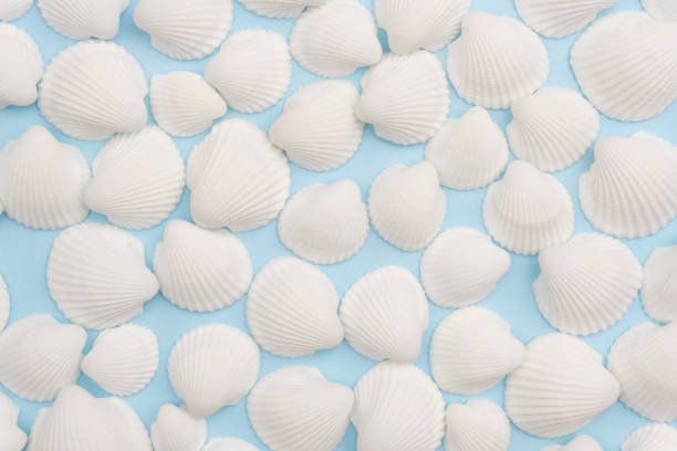 istock Summer composition with white seashells on the bright blue background 1146969596