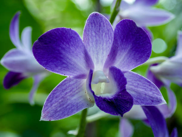 istock light close-up of a blue orchid 1146969642