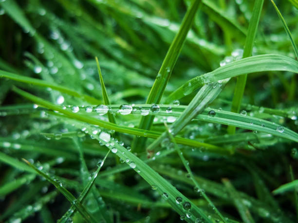 istock Drops of morning dew on the green grass 1146969732