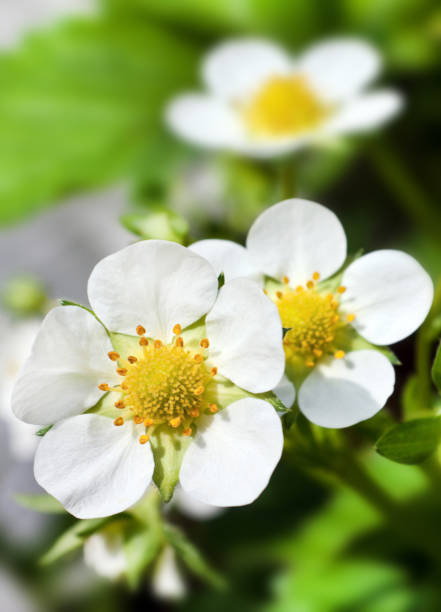 istock Strawberry plant and blossoms close up 1146970809