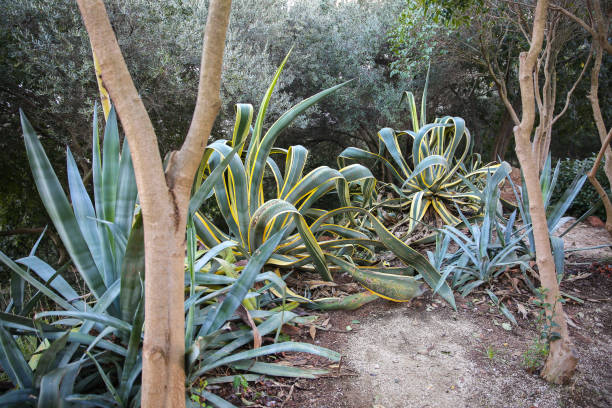 istock Huge aloe cactus leaves outdoors. Southern plants. 1146970954