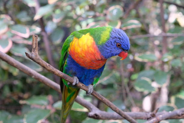 istock Lonely rainbow parakeet on a tree branch in captivity 1146971125