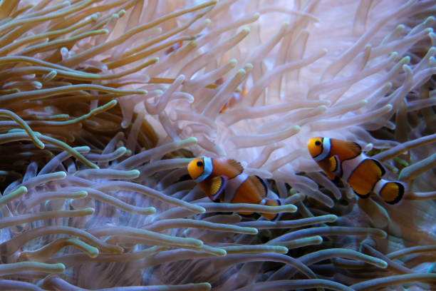 istock Clown fish with anemone in background 1146971127