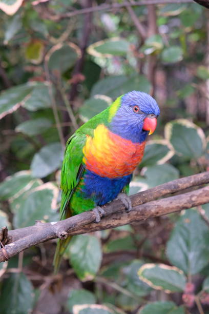 istock Lonely rainbow parakeet on a tree branch in captivity 1146971151