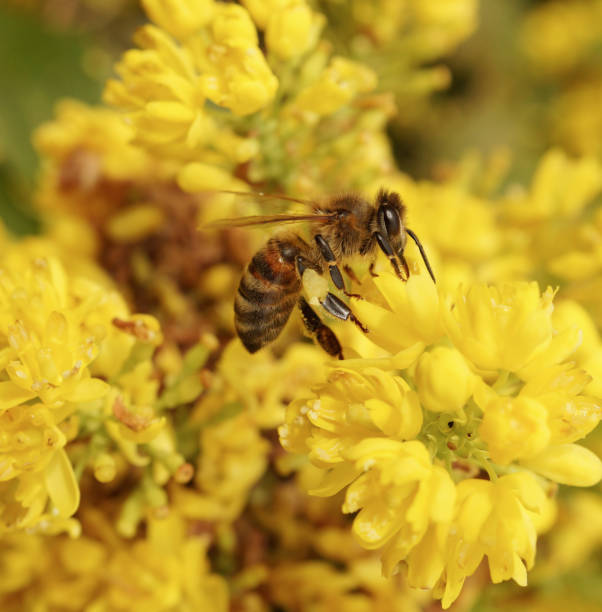 istock A bee collects the nectar close-up. 1146971803