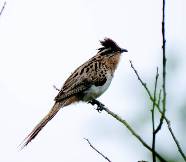 istock Bird of Brasil 1146971875