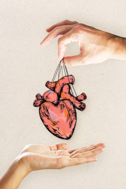 심장학 및 창의성 컨셉 - human cardiovascular system heart shape human hand healthy lifestyle 뉴스 사진 이미지