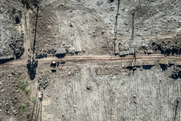 voando acima do desmatamento horrível, floresta destruída para a colheita - landscape aerial view lumber industry agriculture - fotografias e filmes do acervo