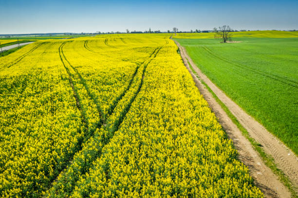 istock Flying above yellow and green rape fields in the countryside 1146974037