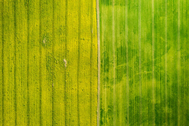 istock Yellow and green rape fields in the spring, aerial view 1146974443