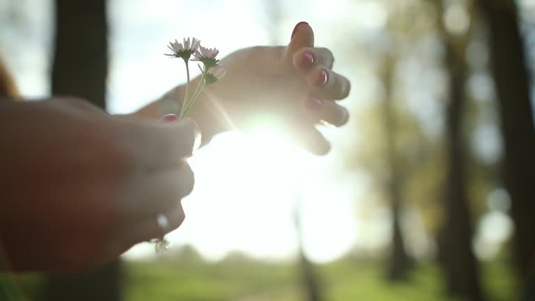 Woman hands pulling petals off daisy flowers