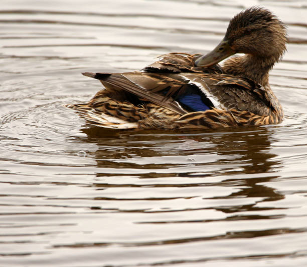 istock Female Mallard Swimming, Bathing 1146975366