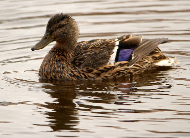 istock Female Mallard Swimming, Bathing 1146975400