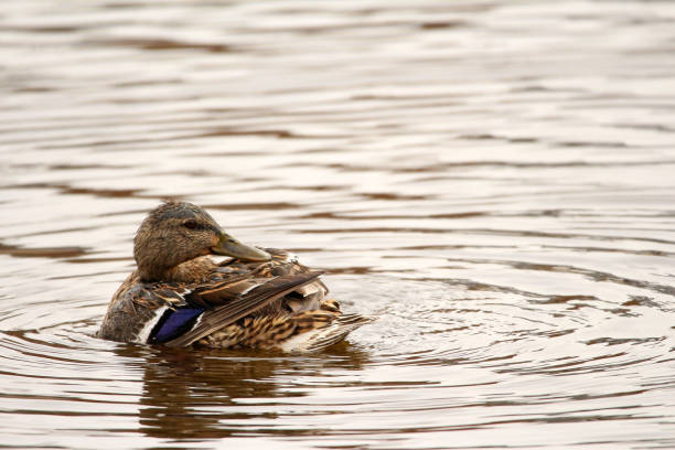 istock Female Mallard Swimming, Bathing 1146975413
