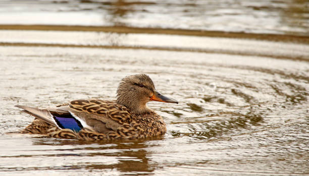 istock Female Mallard Swimming, Bathing 1146975414
