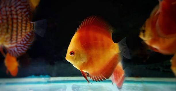 Discus amazonian freshwater fish in captivity Discus amazonian freshwater fish in captivity symphysodon aequifasciatus stock pictures, royalty-free photos & images