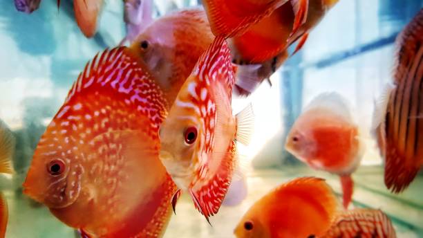 Discus amazonian freshwater fish in captivity Discus amazonian freshwater fish in captivity symphysodon aequifasciatus stock pictures, royalty-free photos & images