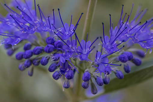 Caryopteris clandonensis, Heavenly Blue, close-up