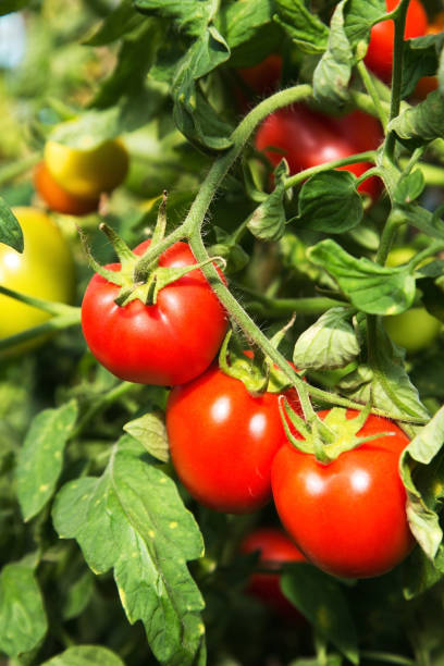 istock Tomatoes growing in greenhouse 1146983751