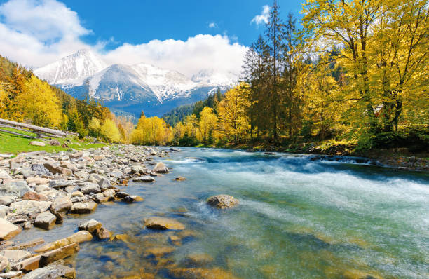 istock gorgeous day near the forest river in mountains 1146983822