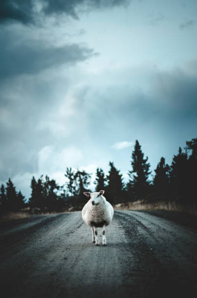 A lamb standing on a rural road looking for its mother