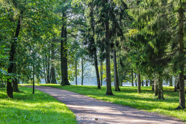 istock Summer park path. Green trees, stone paths. Walk in the fresh air. Summer background 1146984665