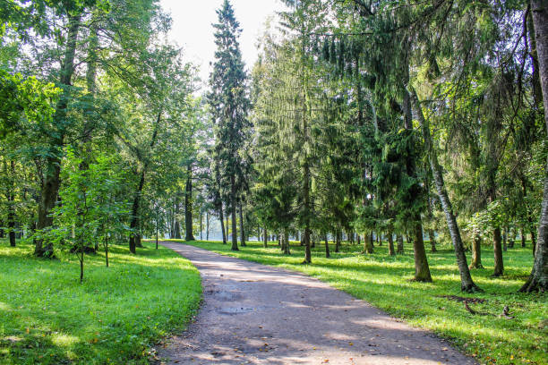 istock Summer park path. Green trees, stone paths. Walk in the fresh air. Summer background 1146984680