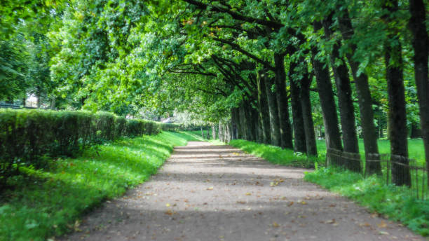 istock Summer park path. Green trees, stone paths. Walk in the fresh air. Summer background 1146984760