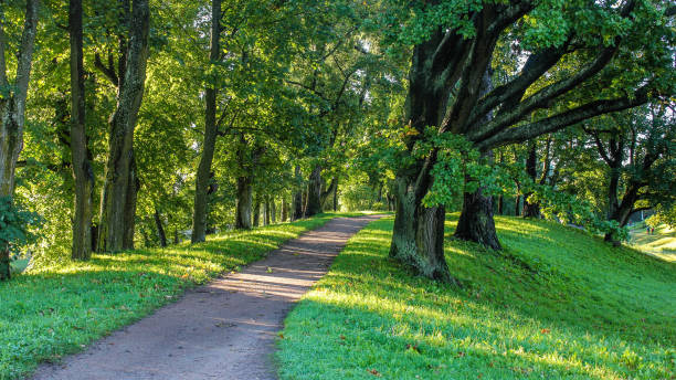 istock Summer park path. Green trees, stone paths. Walk in the fresh air. Summer background 1146984917