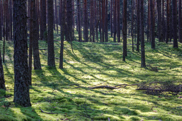 istock Dark forest background. Morning light in the forest 1146984971