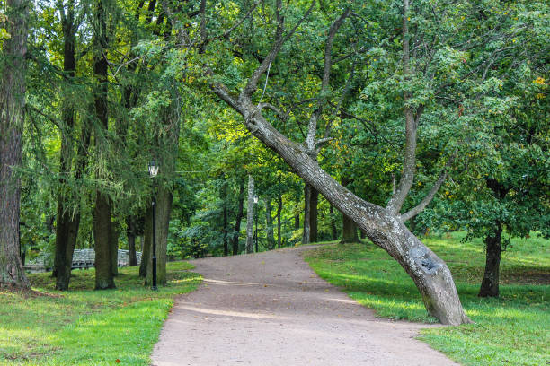 istock beautiful morning light in public park with green grass field 1146985002
