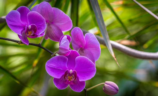 flores - hawaiian orchid fotografías e imágenes de stock
