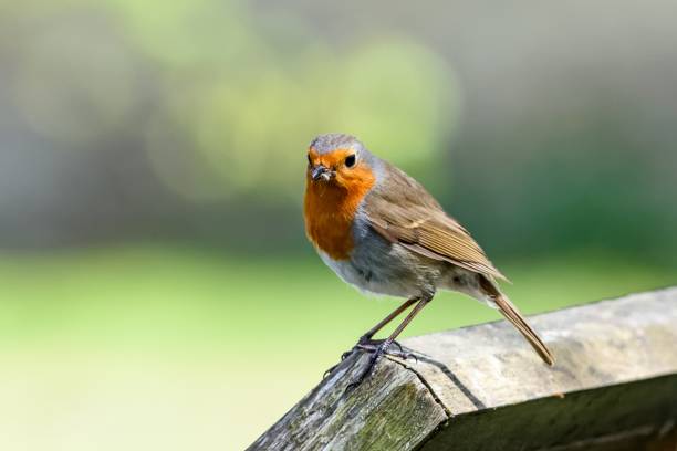 istock A European robin (Erithacus rubecula) perching on a fence. 1146985162