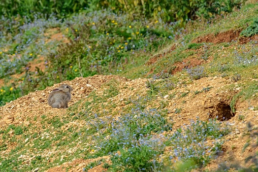 A prairie dog checking out its surroundings