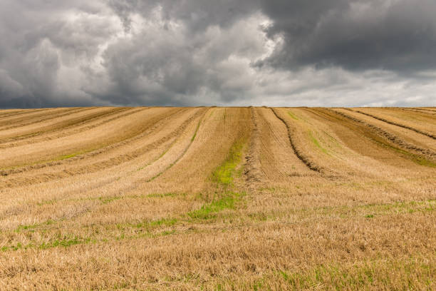 istock A recently cut field of straw in sunlight. 1146985168