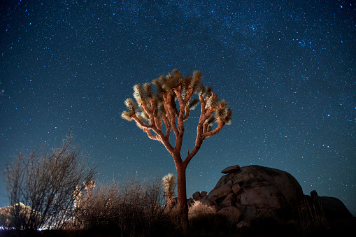 A Joshua tree at night in Joshua Tree National Park, California.