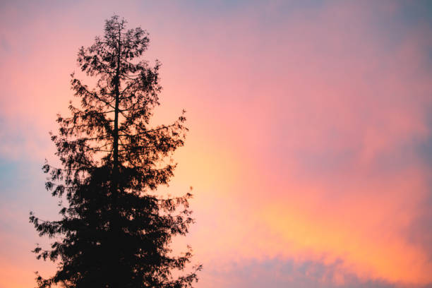 Pine tree silhouette with beautiful colorful sky background